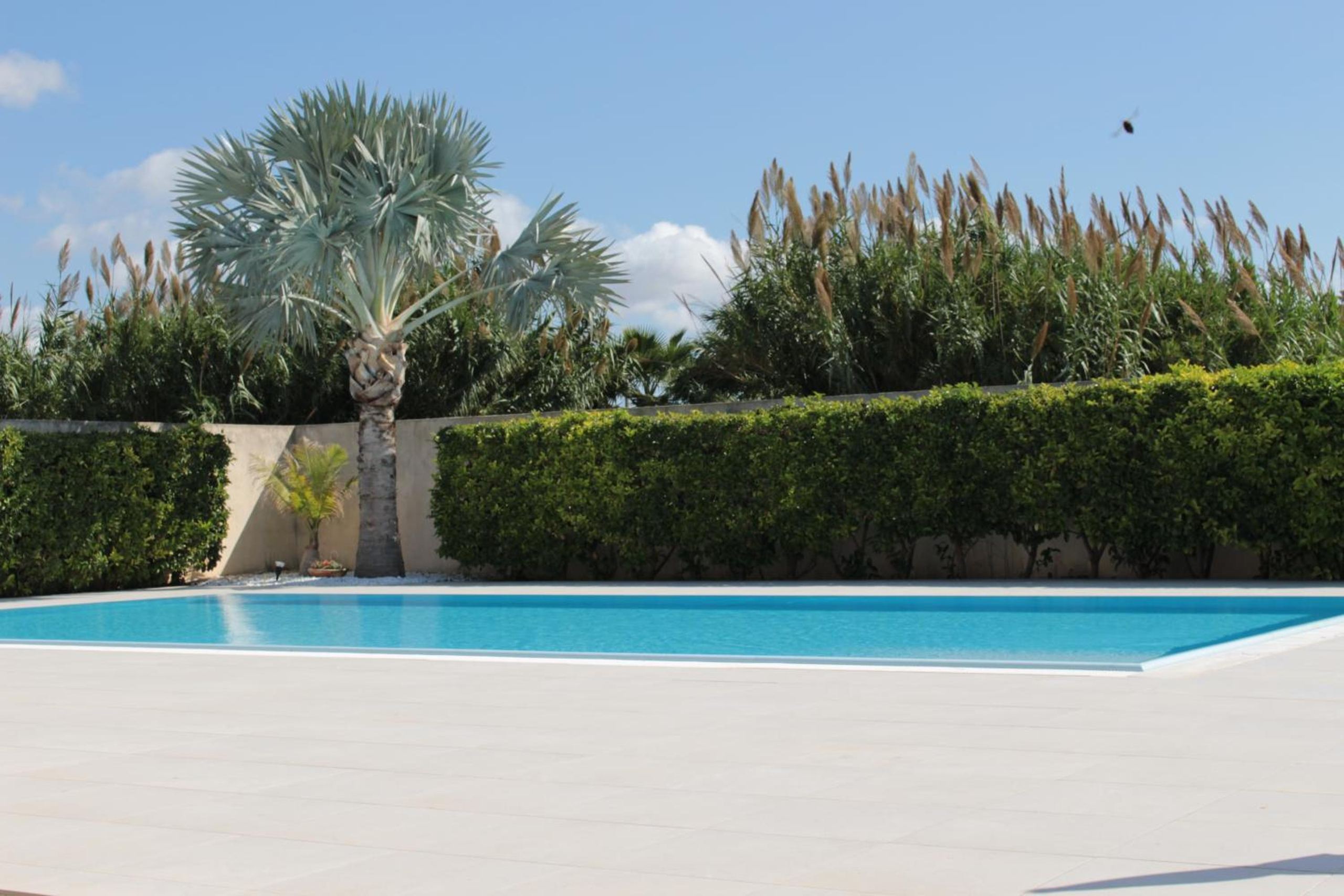 Il bordo a sfioro della piscina con la siepe, una palma e le canne sullo sfondo.