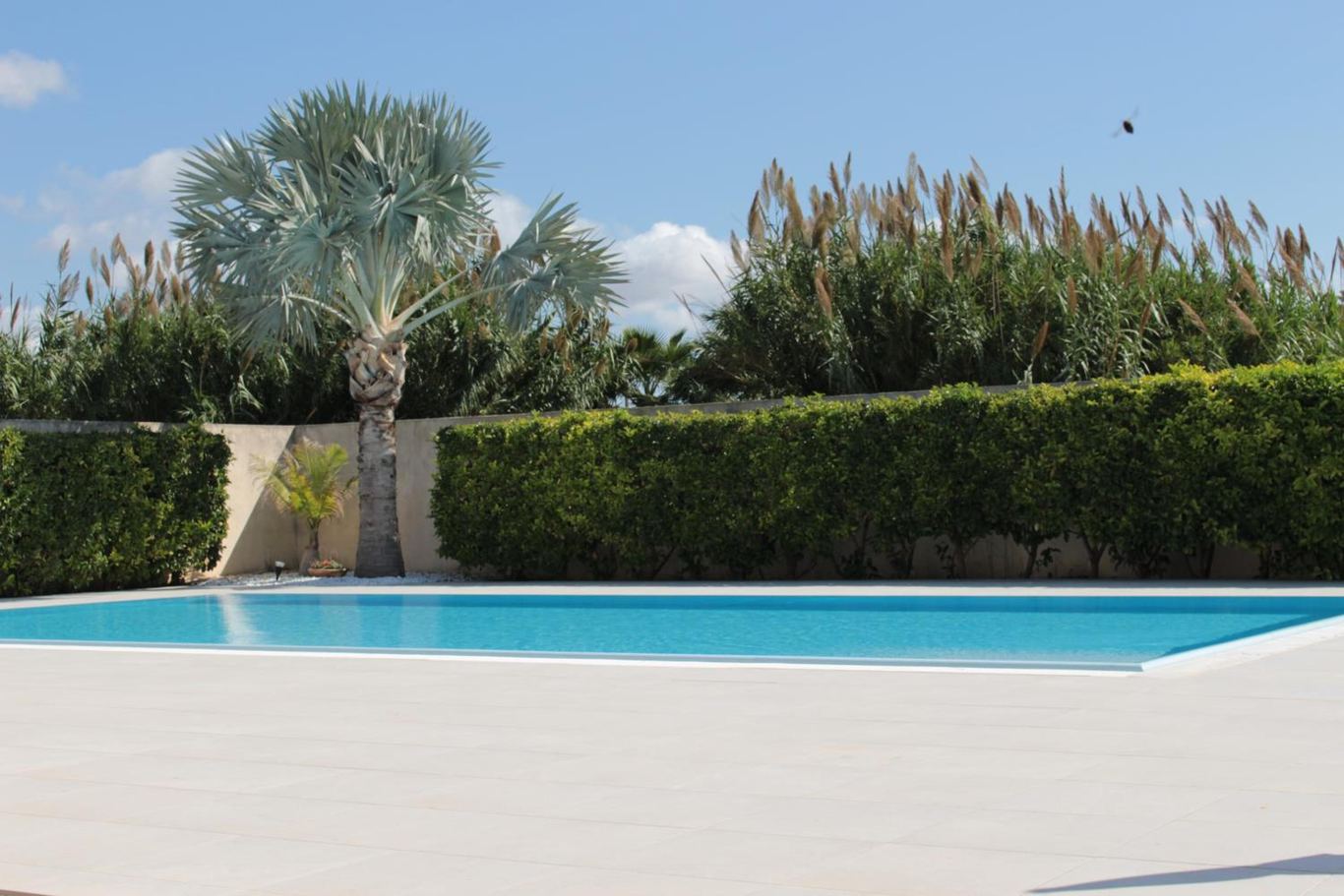 Il bordo a sfioro della piscina con la siepe, una palma e le canne sullo sfondo.