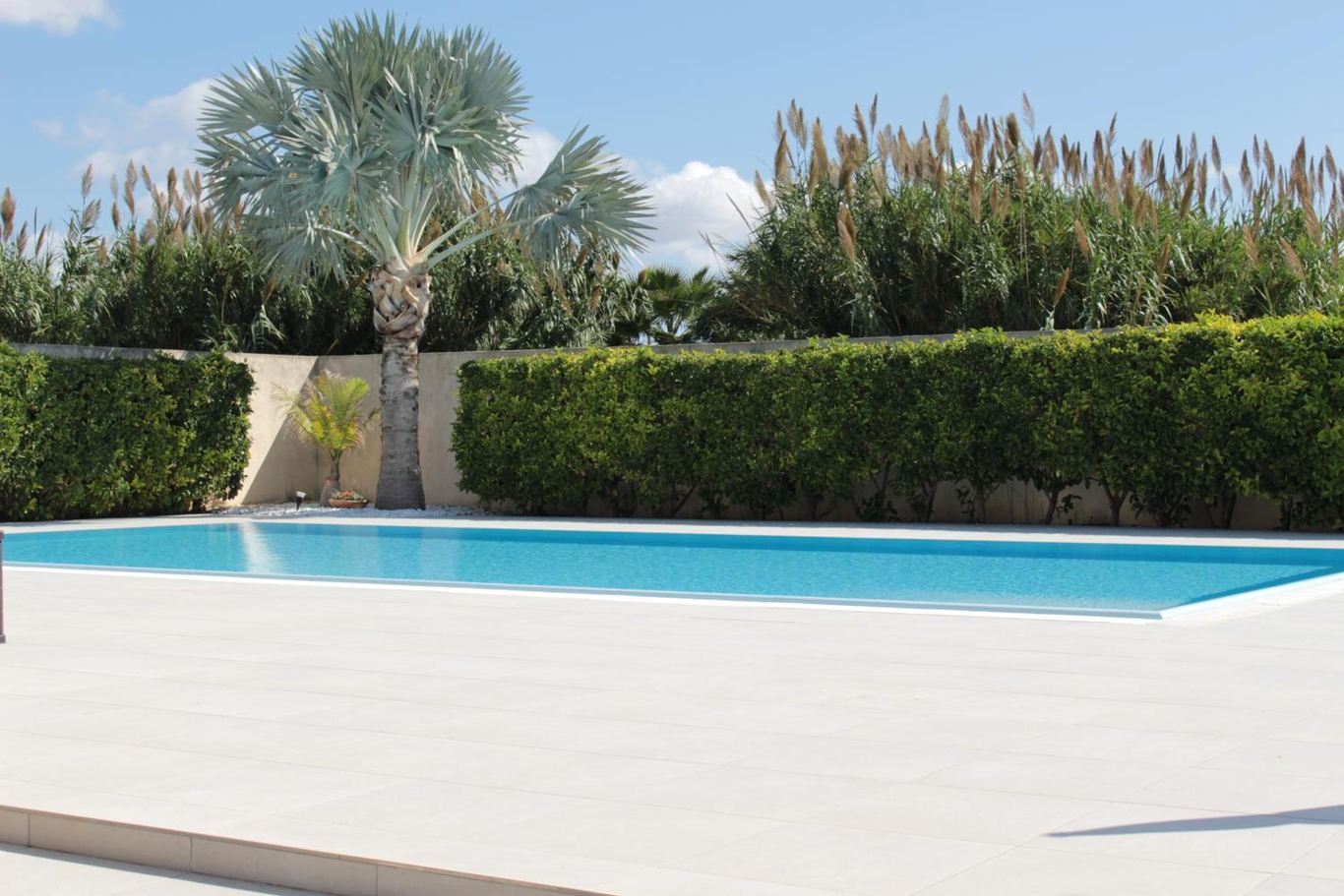 Le palme e la siepe oltre il bordo della piscina, con le canne mosse dal vento.